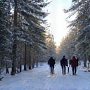 People snowshoeing through a forest